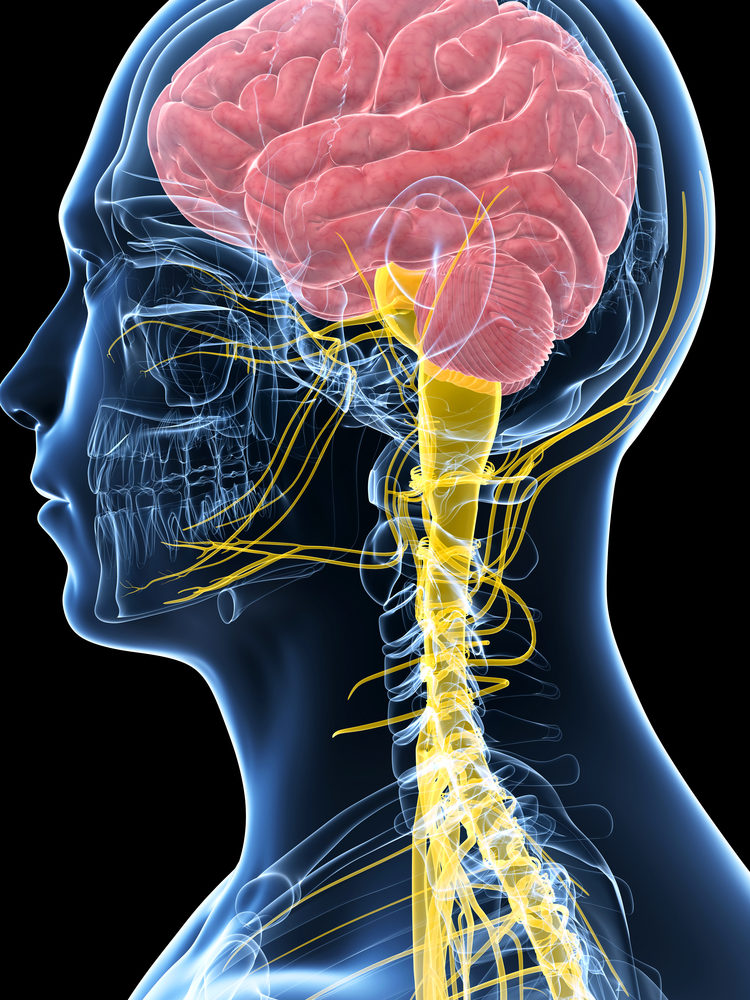 Nervous System Nervous System