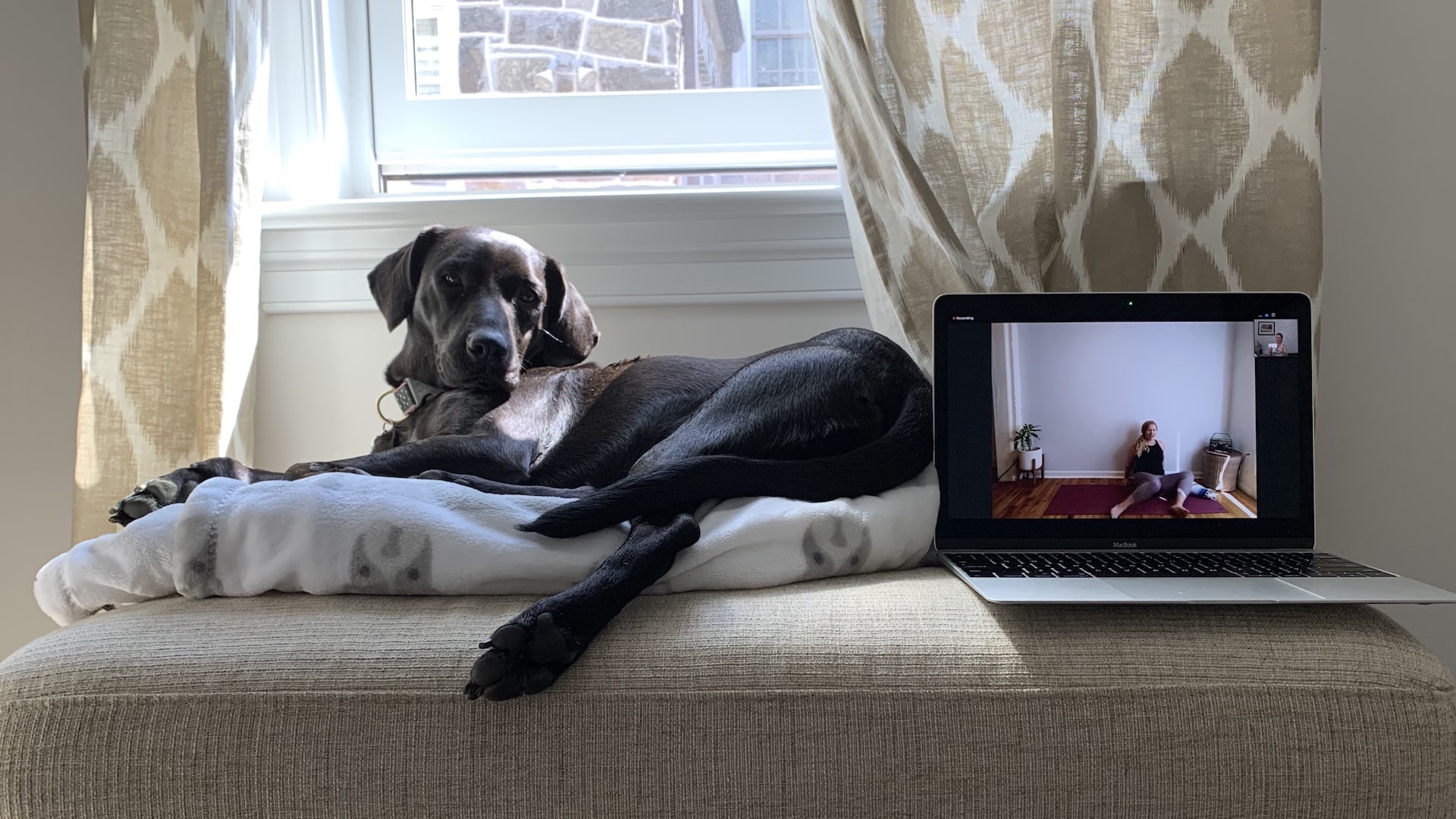 Pepper 1920x1080 Be sure to make space for your pets before class starts!