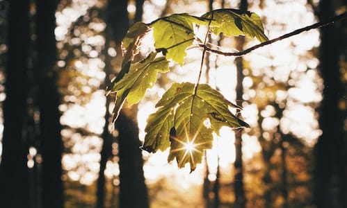 Fall Sunshine 500x300 Fall Sunshine 500x300