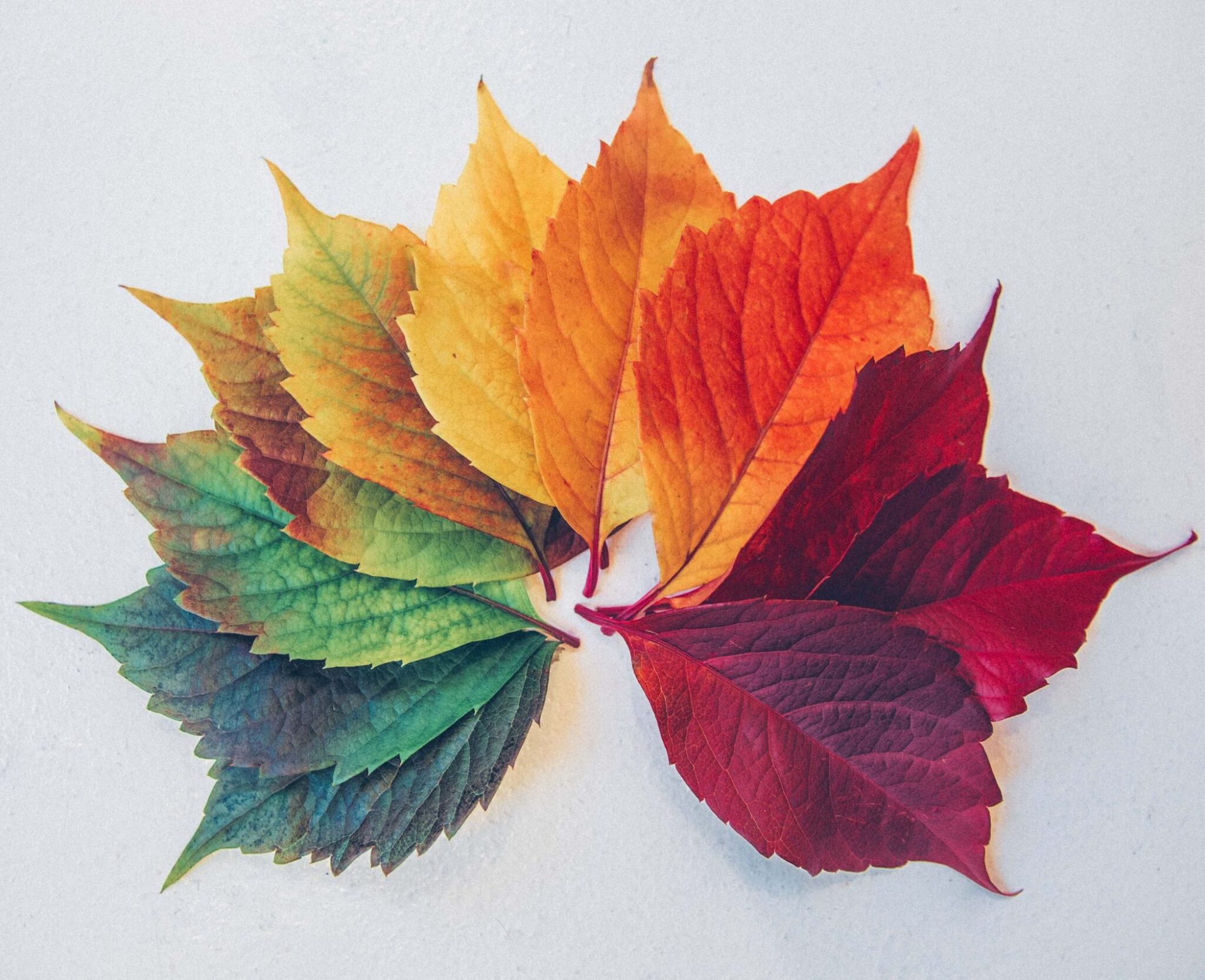 chris-lawton-c0rIh0nFTFU-unsplash chris-lawton-c0rIh0nFTFU-unsplash